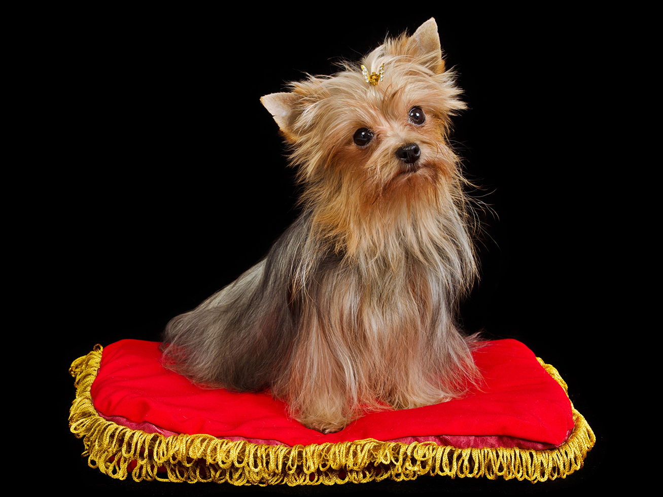 royal dog grooming